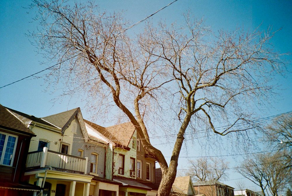 Toronto semi-detached houses beside a bare tree (stock photo)